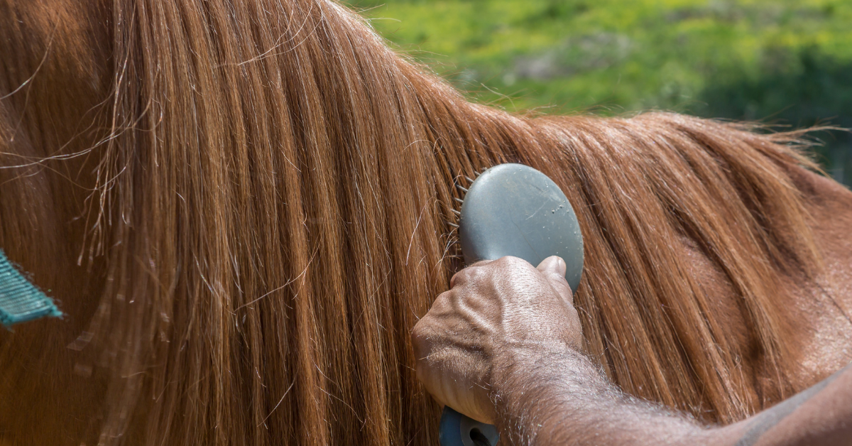 Veterinarian Advice on Spring Horse Shedding